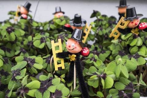 Glücksklee mit Schornsteinfeger-Figur zu Neujahr in einem Berliner Blumengeschäft Glück im neuen Jahr *** Lucky clover with chimney sweep figure for new year in a Berlin flower shop good luck in the new year