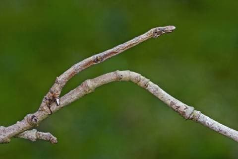 Holunderspanner, Holunder-Spanner, Nachtschwalbenschwanz, Nacht-Schwalbenschwanz (Ourapteryx sambucaria), Raupe an einem Zweig, Mimese, Deutschland Swallow-tailed moth (Ourapteryx sambucaria), caterpillar at a twig, mimesis, Germany BLWS471036 Copyright: xblickwinkel H.xBellmann F.xHeckerx