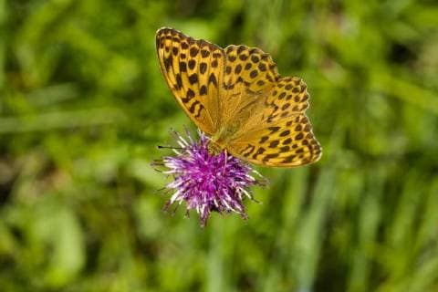 Germany, Bavaria, emperor coat, Argynnis paphia  SIEF07604