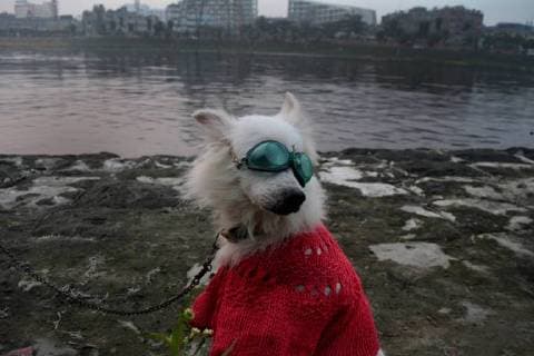Themen der Woche Bilder des Tages January 4, 2018 - Dhaka, Bangladesh - A domestic dog seems wearing winter cloth as he walks besides a lake with his owner in Dhaka , Bangladesh on Thursday 4 January 2018. A cold and two mid cold waves may sweep over Bangladesh in January , according to the monthly outlook of Bangladesh Meteorological Department. Dhaka Bangladesh  - ZUMAn230 20180104_zaa_n230_041 Copyright: xSyedxMahamudurxRahmanx
