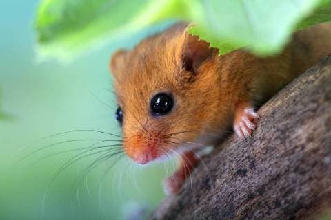 Haselmaus, Hasel-Maus (Muscardinus avellanarius), sitzt auf einem Ast und schaut hinunter, Deutschland, Hessen common dormouse, hazel dormouse (Muscardinus avellanarius), sitting on a branch, Germany, Hesse BLWS471961 Copyright: xblickwinkel McPHOTO O.xSchreiterx