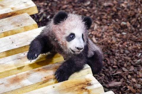 Entertainment Bilder der Woche Themen der Woche Bilder des Tages Panda-Nachwuchs im Zooparc de Beauval in Saint-Aignan (180113) -- SAINT-AIGNAN, Jan. 13, 2018 -- Photo taken on Jan. 13, 2018 shows the panda baby Yuan Meng in Zooparc de Beauval, Saint-Aigan, France. The first panda cub born in France Yuan Meng debuts with the public on Saturday morning. ) (lrz) FRANCE-SAINT-AIGNAN-ZOOPARC DE BEAUVAL-PANDA BABY-YUAN MENG ChenxYichen 