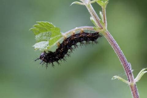 Raupe des Landkärtchens, Araschnia levana, Schmetterlinge (Lepidoptera), Familie Edelfalter (Nymphalidae), Unterfamilie Fleckenfalter (Nymphalinae), Gattung Araschnia, Art Landkärtchen McPPUW *** Caterpillar of the Landkärtchens Araschnia levana Lepidoptera moths family Nymphalidae Nymphalidae spots butterflies Nymphalinae subfamily genus Araschnia kind European map McPPUW McPPUW