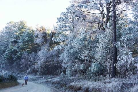 Wintereinbruch in Oaxaca, Mexiko January 15, 2018 - EUM20180115NAC03.JPG.OAXACA, Oax., Frost Helada-Oaxaca.- Aspectos de la helada que cayo sobre la Sierra Juarez de Oaxaca la manana de este lunes 15 de enero de 2018. El Servicio Meteorologico Nacional informo que durante el amanecer, las temperaturas oscilaron entre los -4 y -5 grados centigrados en esta region. Foto: Agencia EL UNIVERSAL EVZ  - ZUMAu78_ 20180115_zaf_u78_006 Copyright: xEdwinxHernandezx
