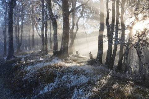 Wintereinbruch in Oaxaca, Mexiko January 15, 2018 - EUM20180115NAC01.JPG.OAXACA, Oax., Frost Helada-Oaxaca.- Aspectos de la helada que cayo sobre la Sierra Juarez de Oaxaca la manana de este lunes 15 de enero de 2018. El Servicio Meteorologico Nacional informo que durante el amanecer, las temperaturas oscilaron entre los -4 y -5 grados centigrados en esta region. Foto: Agencia EL UNIVERSAL EVZ  - ZUMAu78_ 20180115_zaf_u78_007 Copyright: xEdwinxHernandezx