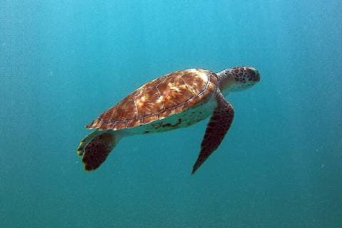 Schildkröten im Wasser beim Schnorcheln am Browns Beach am Carlisle Bay in Barbados - 16.01.2018: Schnorcheln auf Barbados mit der MSC Fantasia *** Turtles in the water when snorkeling at the Browns Beach on Carlisle Bay, Barbados 16 01 2018 snorkeling on Barbados with MSC Fantasia
