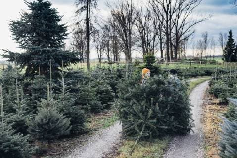 Brother and sister choosing Christmas tree on a farm, pulling it home model released Symbolfoto  MJF02205