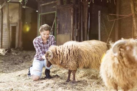 IMAGO Creative: Landleben - Alfresco, Draußen Smiling woman caring for sheep on a farm model released Symbolfoto property released  SHKF00798