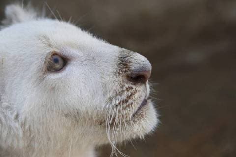 A view of a white lion cub born in captivity at the Altiplano Zoo in Tlaxcala, Mexico, 27 January 2018. Despite its possibilities of survival were minimal during its first days of life, the first white lion born in captivity in Mexico is about to celebrate its thee-month birthday with good health. The lion known as the miracle cub is part of a threatened species. First white lion born in captivity in Mexico !ACHTUNG: NUR REDAKTIONELLE NUTZUNG!  Copyright: xFranciscoxGuascox TLA001 20180127-636526884095506618