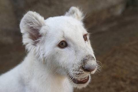 A view of a white lion cub born in captivity at the Altiplano Zoo in Tlaxcala, Mexico, 27 January 2018. Despite its possibilities of survival were minimal during its first days of life, the first white lion born in captivity in Mexico is about to celebrate its thee-month birthday with good health. The lion known as the miracle cub is part of a threatened species. First white lion born in captivity in Mexico !ACHTUNG: NUR REDAKTIONELLE NUTZUNG!  Copyright: xFranciscoxGuascox TLA003 20180127-636526884741506759