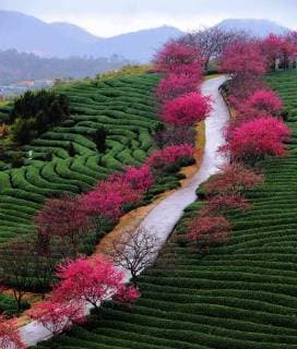Themen der Woche Bilder des Tages (180131) -- ZHANGPING, Jan. 31, 2018 -- Photo taken on Jan. 31, 2018 shows cherry blossoms at a tea garden in Yongfu Township of Zhangping City, southeast China s Fujian Province. Cherry blossoms in Yongfu attract a large number of tourists in flower season from January to March every year. )(mcg) CHINA-FUJIAN-ZHANGPING-CHERRY BLOSSOM (CN) WeixPeiquan 