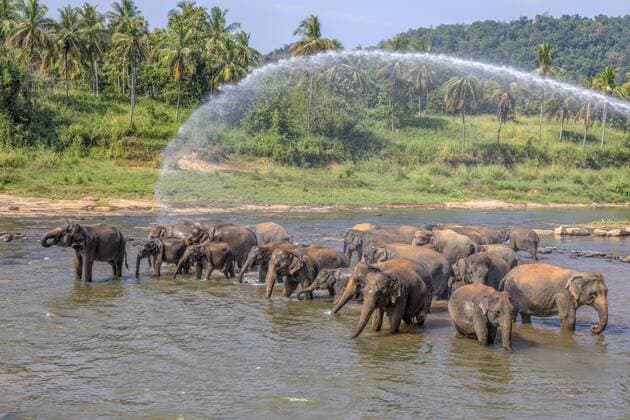 Pinnawala Elephant Orphanage, Sabaragamuwa Province, Sri Lanka, Asia