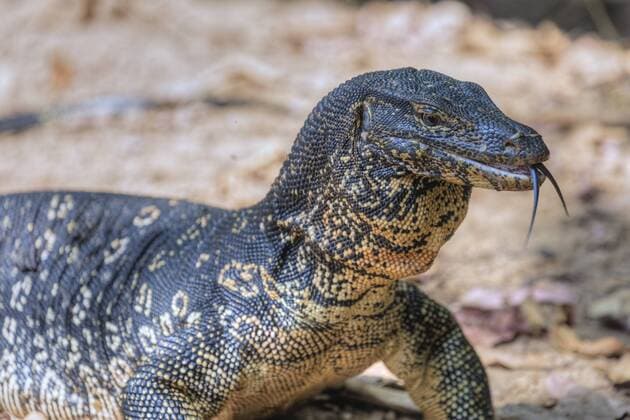 Asian water monitor, Polonnaruwa, North Central Province, Sri Lanka, Asia