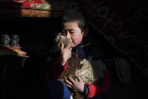(180203) -- ILI, Feb. 3, 2018 -- A seven-year-old child holds a seven-day-old lamb at a shelter in Akyaz Valley, Zhaosu County, northwest China s Xinjiang Uygur Autonomous Region, Jan. 18, 2018. About 130 kilometers from the nearest town, Akyaz Valley is an important winter grazing place for herders in Zhaosu County, Xinjiang. Despite an altitude of 2,000 meters, the Akyaz Valley has a warmer climate than surrounding areas and abundant grass and water. It is sometimes referred to as the valley of life. For centuries, herding has been an ancestral tradition for nomadic Kazakhs in Zhaosu. Migration begins in October, and more than 10,000 people drive 400,000 cattle and sheep to their winter homes, not leaving until May the next year. ) (wyo)(zt) CHINA-XINJIANG-AKYAZ VALLEY-WINTER GRAZING (CN) HuxHuhu 