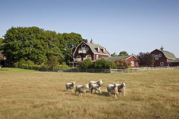 Sheep and Converted barn, Chanticleer Inn, Door County, Wisconsin CopyrightxJumpingxRocksxInc 4037_12_chanticleer_barn_ext13