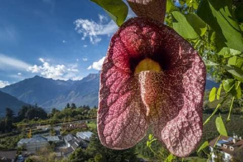 IMAGO Nature: Unsere Erde: Pflanzenwelt: Hässliche Pflanzen Brasilianische Pfeifenblume, Brasilianische Riesen-Pfeifenblume (Aristolochia brasiliensis, Aristolochia labiata), Bluete, Italien, Suedtirol, Meran birthwort (Aristolochia brasiliensis, Aristolochia labiata), flower, Italy, South Tyrol, Meran BLWS474453 Copyright: xblickwinkel allover TPHx