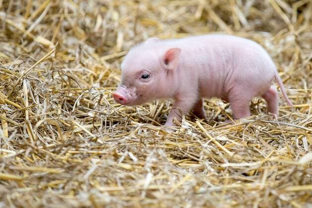 Minischwein, Teacup Schwein, kleinwuechsiges Hausschwein, Ferkel im Stall, *** Mini pigs Teacup pigs tiny pig piglets in the stable Copyright: xThomasxHahnx Eibner-Pressefotox EP_thn