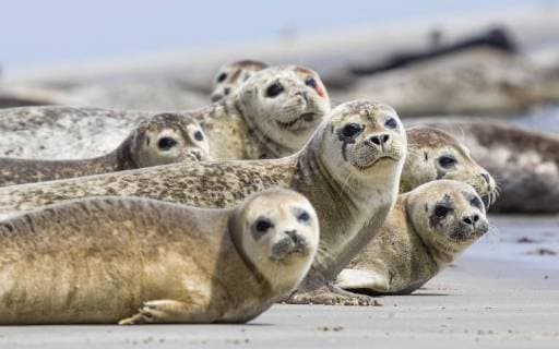 Seehunde (Phoca vitulina) liegen am Strand, Insel Düne, Helgoland, Deutschland, Europa Copyright: imageBROKER/ChristophxRuisz ibxcru04633989.jpg