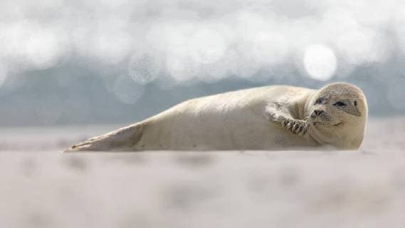 Seehund (Phoca vitulina) Nordseeinsel Helgoland, Schleswig-Holstein, Deutschland, Europa *** Seal Phoca vitulina North Sea Island Helgoland Schleswig-Holstein Germany Europe Copyright: imageBROKER ThomasxHinsche ibxhin04629695.jpg