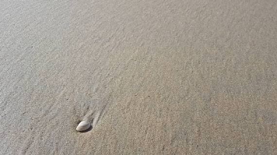 Feature Symbol: Muschel am Strand von Zandvoort 10 17 pp Niederlande niederl ndisch Holland Nordsee Nordseestrand Nordholland Reise Urlaub Wochenendtrip Ausflug Tourismus sammeln Meeresmuscheln Muschel Weichtiere Weichtier Sand Sandstrand quer drauáen