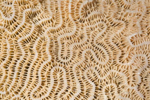 Textur von Korallen-Fossilien, Hintergrundbild, Marsa Alam, Ägypten, Afrika Copyright: imageBROKER/AndreyxNekrasov ibxaaa04633103.jpg