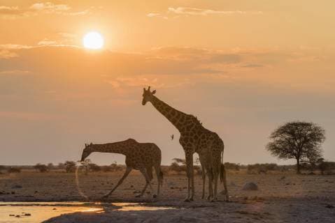 Giraffen (Giraffa camelopardalis), trinken an Wasserloch bei Sonnenuntergang, Nxai Pan Nationalpark, Ngamiland District, Botswana, Afrika Copyright: imageBROKER/MatthiasxGraben ibxdrn04618663.jpg