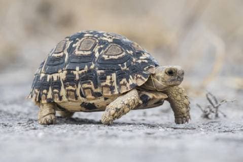  Stutz-Gelenkschildkröte (Kinixys spekii), Nxai Pan Nationalpark, Ngamiland District, Botswana, Afrika *** Santos tortoise Kinixys spekii Nxai Pan National Park Ngamiland district Botswana Africa Copyright: imageBROKER/MatthiasxGraben ibxdrn04628894.jpg