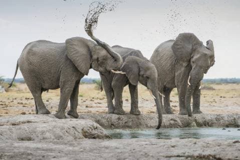 Afrikanische Elefanten (Loxodonta africana), trinken an einem Wasserloch, Nxai Pan Nationalpark, Ngamiland District, Botswana, Afrika Copyright: imageBROKER/MatthiasxGraben ibxdrn04617208.jpg