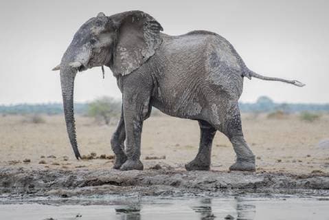 Afrikanischer Elefant (Loxodonta africana), nach einem Schlammbad am Wasserloch, Nxai Pan Nationalpark, Ngamiland District, Botswana, Afrika Copyright: imageBROKER/MatthiasxGraben ibxdrn04617223.jpg