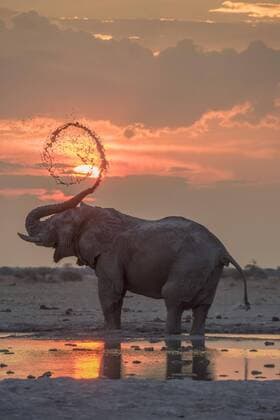 Afrikanischer Elefant (Loxodonta africana), Schlammbad bei Sonnenuntergang an einem Wasserloch, Nxai Pan Nationalpark, Ngamiland District, Botswana, Afrika Copyright: imageBROKER/MatthiasxGraben ibxdrn04617264.jpg