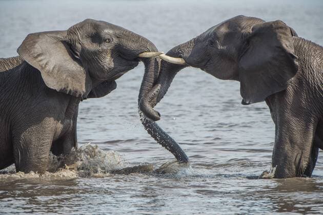 Afrikanische Elefanten (Loxodonta africana) beim Baden im Fluss, Chobe River Front, Chobe District, Botswana, Afrika Copyright: imageBROKER/MatthiasxGraben ibxdrn04617369.jpg