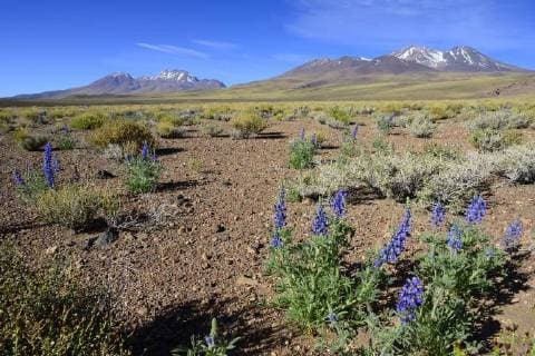  Landschaft mit Andenlupinen (Lupinus mutabilis cruckshanksii), Reserva nacional Los Flamencos, bei San Pedro de Atacama, Región de Antofagasta, Chile, Südamerika *** Landscape with Andean lupins Lupinus mutabilis cruckshanksii. Reserva nacional Los Flamencos at San Pedro de Atacama. Región de Antofagasta Chile South America Copyright: imageBROKER/PeterxGiovannini ibxgiv04620713.jpg