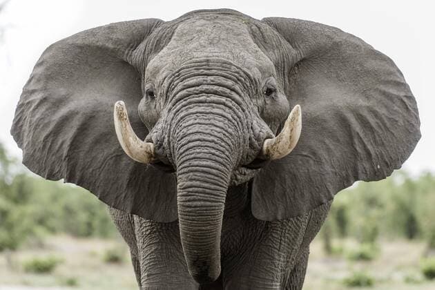 Afrikanischer Elefant (Loxodonta africana), Portrait mit ausgebreiteten Ohren, angriffslustig, Close Up, Marabou Pan, Savuti, Chobe Nationalpark, Chobe District, Botswana, Afrika Copyright: imageBROKER/MatthiasxGraben ibxdrn04617618.jpg