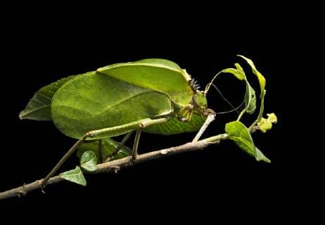 Laubheuschrecke (Tettigoniidae), Phytomimese, Form und Aussehen eines Blatts zur Tarnung, Anjozorobe Nationalpark, Madagaskar, Afrika Copyright: imageBROKER/GuenterxFischer ibxgva04608299.jpg