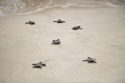 50 sea turtles are released into the ocean Sea turtle hatchlings try reach ocean after released in a beach in Aceh Besar Regency, Aceh province, Indonesia. In this event, as many as 50 sea turtles who protected under indonesian law are released. Aceh Besar Aceh Indonesia Kuala Cut Beach  AbdulxHadixFirsawan