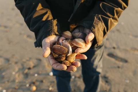 Senior man strolling at the beach, collecting shells model released Symbolfoto  JRFF01523
