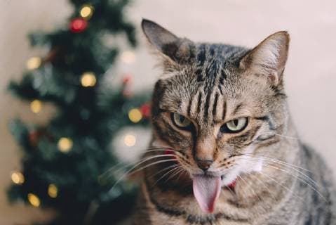 Tabby cat tongue outstretched at Christmas time property released  GEMF01850