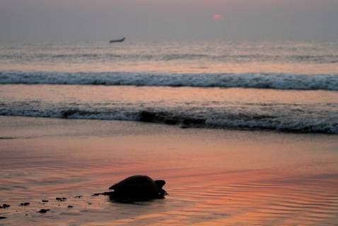 February 23, 2018 - Bhubaneswar, Odisha, India - Olive Ridley turtles look at the Rushikulya river mouth beach on Bay of Bengal SeaÃ¢â‚¬â ¢s eastern coast as they nest their eggs in mass nesting season 140 km away from the eastern Indian state OdishaÃ¢â‚¬â ¢s capital city Bhubaneswar on 28 February, 2018. Olive Ridley turtles ashore to the beach and digging sands to make their nest to laying eggs and return back to the Sea in every year just before summer begins. Bhubaneswar India  - ZUMAn230 20180223_zaa_n230_816 Copyright: xStrx