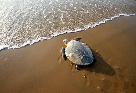 February 22, 2018 - Bhubaneswar, Odisha, India - Olive Ridley turtles look at the Rushikulya river mouth beach on Bay of Bengal SeaÃ¢â‚¬â ¢s eastern coast as they nest their eggs in mass nesting season 140 km away from the eastern Indian state OdishaÃ¢â‚¬â ¢s capital city Bhubaneswar on 28 February, 2018. Olive Ridley turtles ashore to the beach and digging sands to make their nest to laying eggs and return back to the Sea in every year just before summer begins. Bhubaneswar India  - ZUMAn230 20180222_zaa_n230_1409 Copyright: xStrx