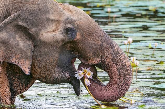 Reise: Sri Lanka Asian or Asiatic elephant (Elephas maximus) eating water lily in Yala national park, Sri Lanka