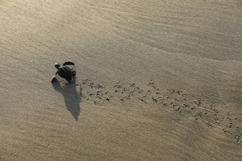 About 200 olive ridley turtles are released on a beach in Acapulco, Mexico, 28 February 2018, home of the Mexican Tennis Open. Before sunset, some 300 people gathered on the beach to watch the sea turtles born this morning in a ceremony that lasted about half an hour. The French tennis player Alice Cornet, number 39 of the world ranking, led the group of tennis players who participated in the release of the turtles. Mexican Open tennis players join the release of turtles in Acapulco !ACHTUNG: NUR REDAKTIONELLE NUTZUNG!  Copyright: xJoséxMéndezx MEX01 20180301-636554719213887195