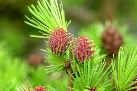 IMAGO Nature: Unsere Erde: Pflanzenwelt: Bedrohte Arten Europaeische Laerche (Larix decidua, Larix europaea), junge Zapfen common larch, European larch (Larix decidua, Larix europaea), young cones BLWS475993 Copyright: xblickwinkel McPHOTO H.-R.xMuellerx