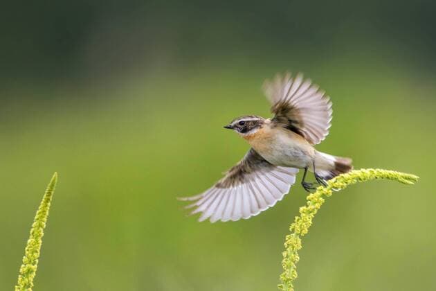 Braunkehlchen, Braun-Kehlchen (Saxicola rubetra), Maennchen beim Abflug von Resede, Deutschland, Mecklenburg-Vorpommern whinchat (Saxicola rubetra), male starting from bastard rocket, Germany, Mecklenburg-Western Pomerania BLWS476066 Copyright: xblickwinkel H.xDutyx