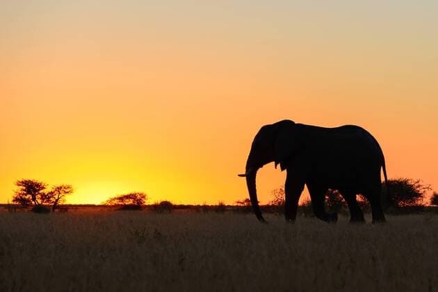 Afrikanischer Elefant (Loxodonta africana), bei Sonnenuntergang, Silhouette, Botswana, Okovango Delta African elephant (Loxodonta africana), at sunset, silhouette, Botswana, Okovango Delta BLWS476223 Copyright: xblickwinkel McPHOTO F.xScholzx