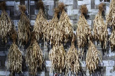 IMAGO Nature: Unsere Erde, Klimawandel, Ernährung, Pflanzen der Zukunft, Soja drying soybeans Kalaw Shan State Myanmar (Burma)