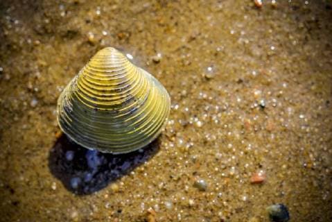 Grobgerippte KÃ¶rbchenmuschel (Corbicula fluminea) am Elbstrand in Kirchwerder, Hamburg, Deutschland, Europa