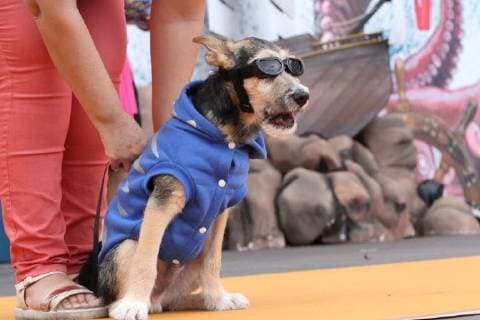 Themen der Woche Bilder des Tages Spain: Pet contest pet contest at the arona carnival where puppies wear their best costumes. Arona tenerife Spain  MercedesxMenendez