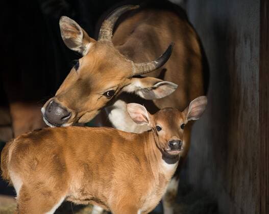 Junger Banteng im Zoo Dresden.