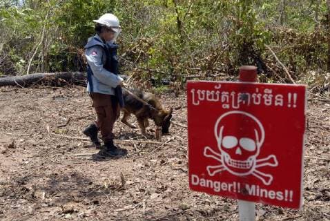 Mitarbeiter des Cambodian Mine Action Centre (CMAC) suchen in der Naehe von Seam Reap im Norden von Kambodscha am 07.04.2008 mit Hilfe von Spuerhunden nach Minen. Seit fast 20 Jahren gilt ein Landminenverbot, 164 Staaten haben es unterzeichnet. Doch Terroristen verschaffen einer der brutalsten Waffen ein Comeback: Sie setzen alte Minen und neue, selbst gebaute Sprengsaetze ein - mit toedlichen Folgen. (Siehe epd-Bericht vom 14.03.18) *** Local Caption *** 00179825 Trotz Landminenverbots werden wieder mehr Sprengsaetze gelegt *** Cambodian Mine Action Center (CMAC) investigators are searching for landmines near Seam Reap in northern Cambodia on 07.04.2008. For nearly 20 years, a landmine ban has been signed. 164 states have signed it. But terrorists are committing a comeback to one of the most brutal weapons put old mines and new self-made Copyright: epd-bildx xNorbertxNeetz EDITORIAL USE ONLY