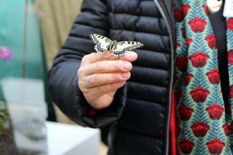 14.03.2018, Frankfurt, Palmengarten Städte wagen Wildnis -wird als Projekt der ,UN-Dekade Biologische Vielfalt˜ ausgezeichnet Stadt Frankfurt erhält Preis für das Projekt - Vielfalt Baum Bild zeigt: Christiane Paulus Bundesministerium für Umwelt, Naturschutz und Reaktorsicherheit (BMU) mit einem lebenden echten Schmetterling auf der Hand